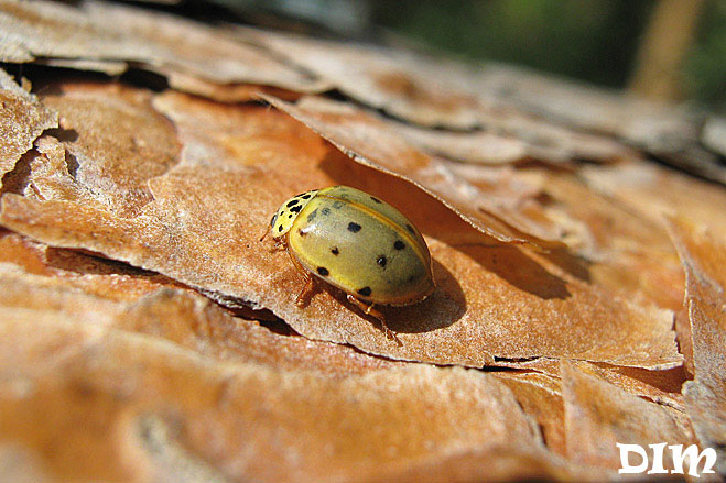 Harmonia_quadipunctata.jpg