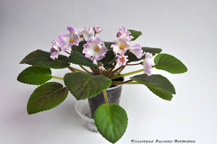 Hawaiian Pearle.JPG