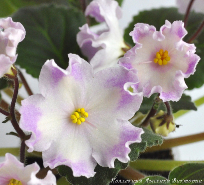 Hawaiian Pearle..JPG