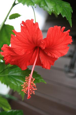 hibiskus.JPG