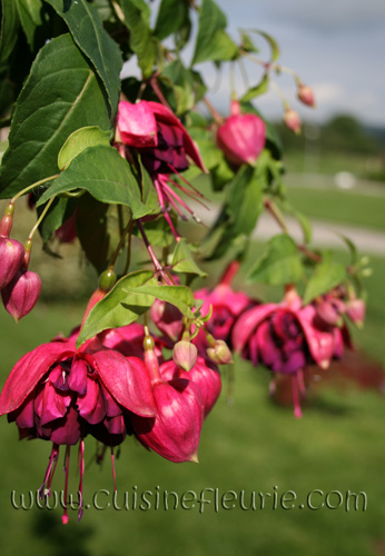 Hof Popkensburg 2.jpg