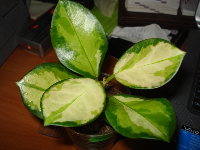 hoya australis liza 002.JPG