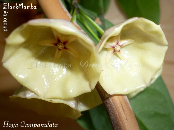 Hoya Campanulata_flow1.jpg