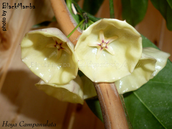 Hoya Campanulata_flow.jpg