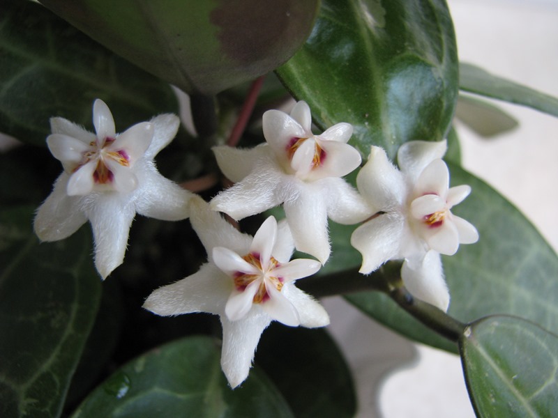 Hoya Elliptica splash (4).JPG