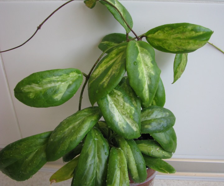 Hoya Incrassata Moon Shadow.JPG