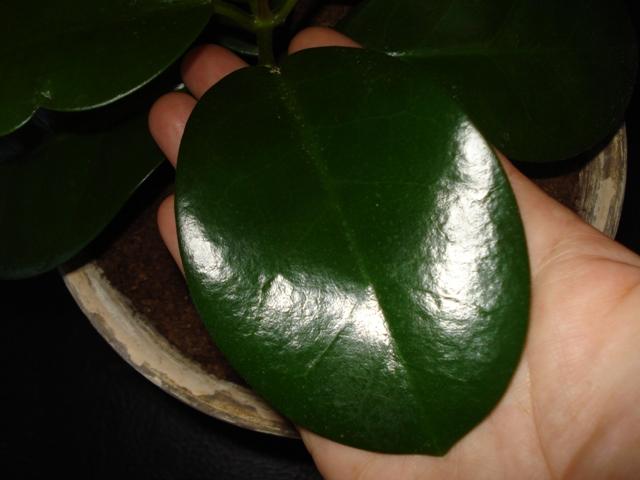 Hoya Kapoho 007.JPG