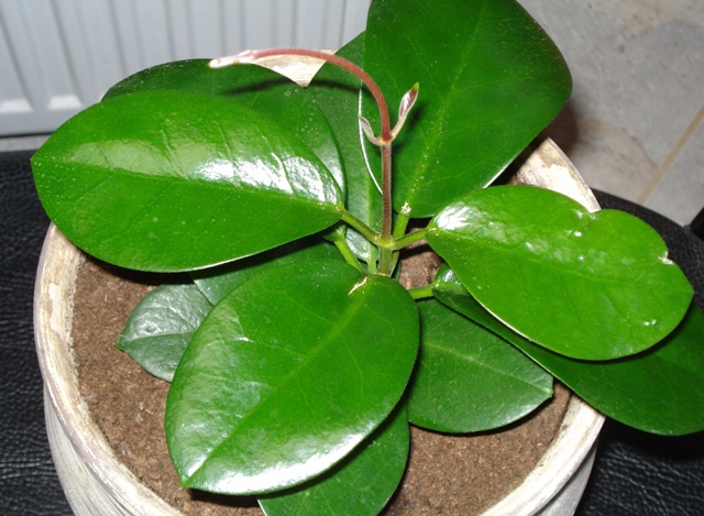 Hoya Kapoho 011.JPG