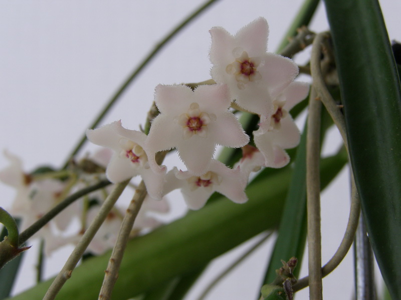 Hoya longifolia2.jpg