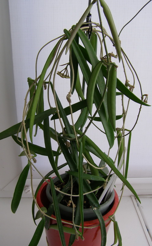 Hoya longifolia.jpg