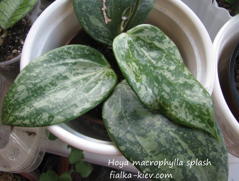 Hoya macrophylla splash.JPG