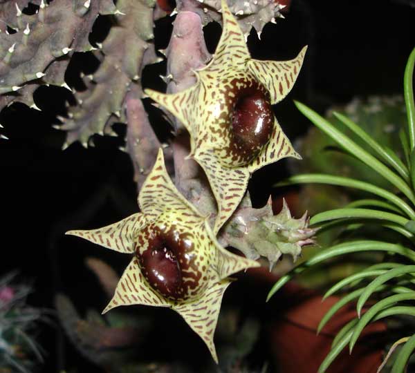 Huernia zebrina DSC08093.jpg