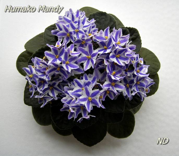Humako Mandy1.JPG
