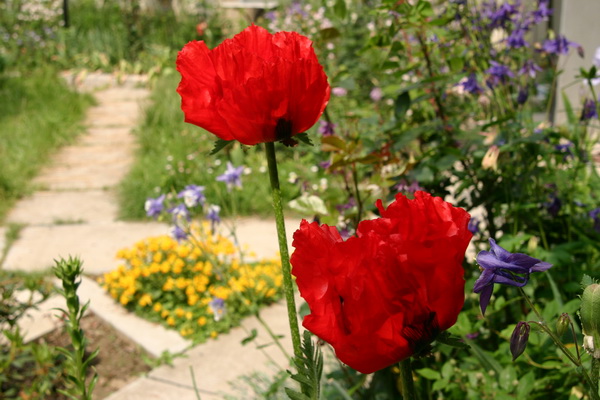 IMG_0001_..JPG