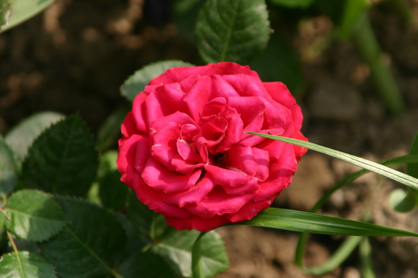 IMG_0006_..JPG