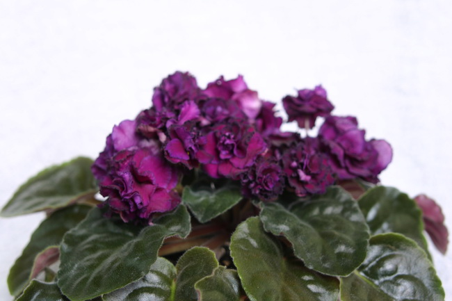 IMG_0051_новый размер.JPG