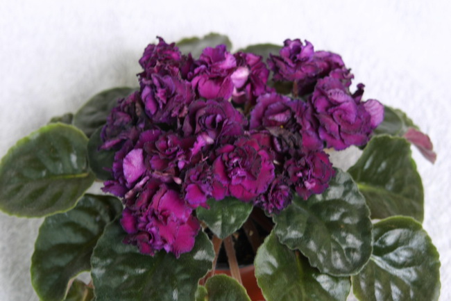 IMG_0052_новый размер.JPG