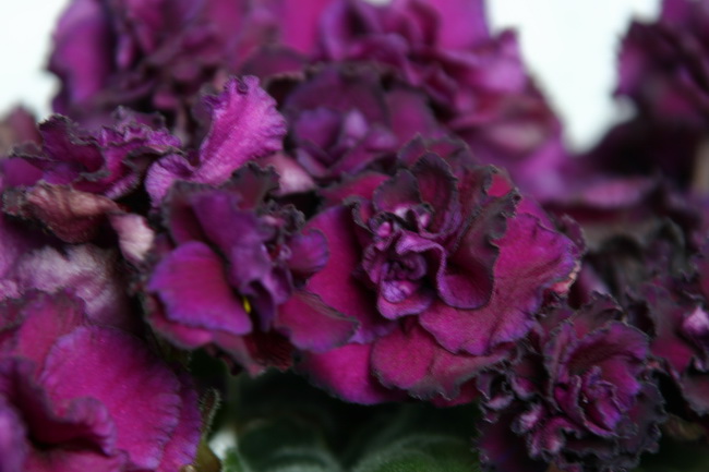 IMG_0057_новый размер.JPG