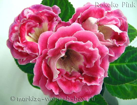 IMG_00871копирование.JPG