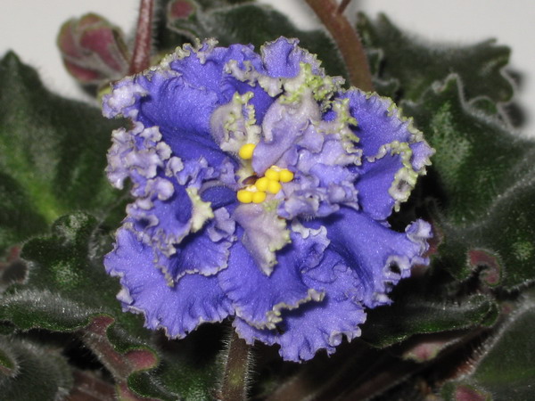IMG_0159_resize.JPG