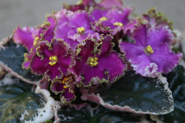 IMG_0357_новый размер.JPG