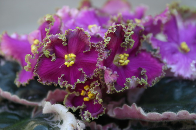 IMG_0358_новый размер.JPG