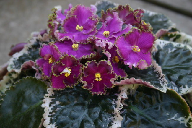 IMG_0362_новый размер.JPG