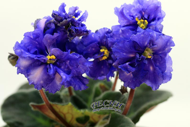 IMG_0498 копия.jpg