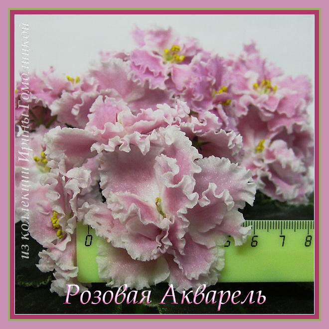 IMG_0562..1имJPG.jpg