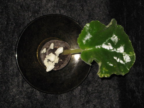 IMG_0565_resize.JPG
