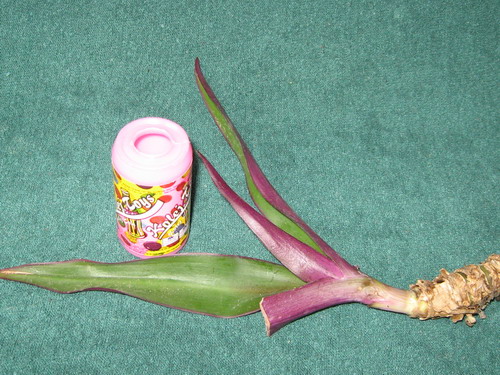 IMG_0999_resize.JPG
