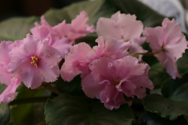 IMG_1003_новый размер.JPG