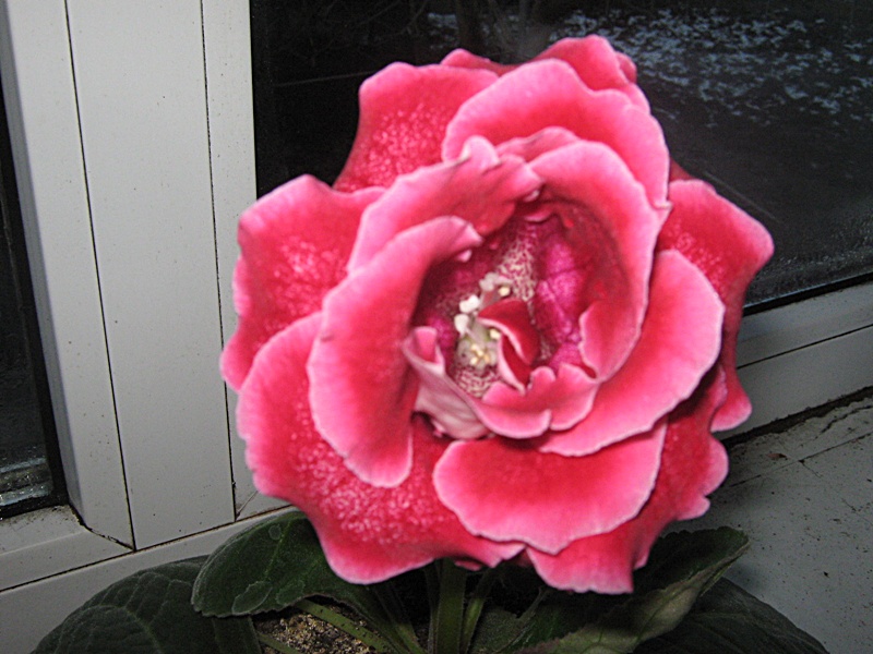 IMG_1160.JPG