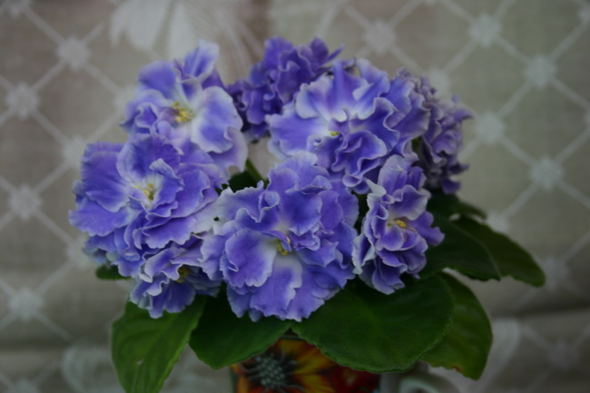 IMG_1271_новый размер.JPG