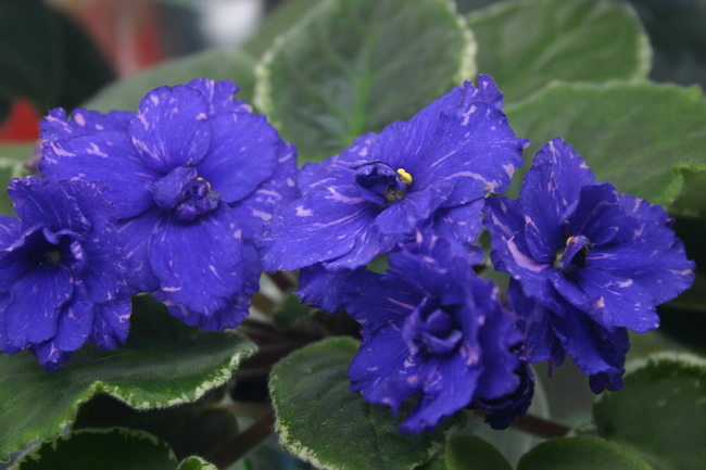 IMG_1287_новый размер.JPG