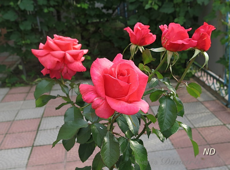 IMG_1730.JPG