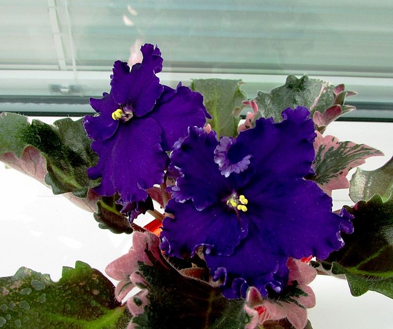 African Violet