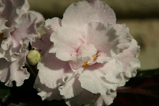 IMG_1893_новый размер.JPG