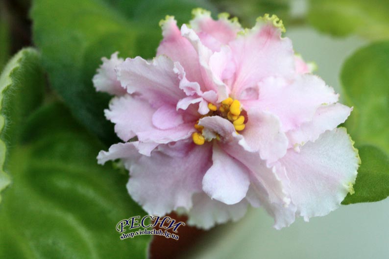 IMG_2041 копия.jpg