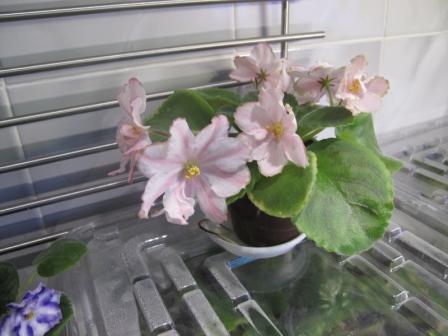 IMG_2235 Мраморный Цветок спорт.JPG