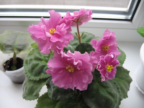 IMG_2282.JPG