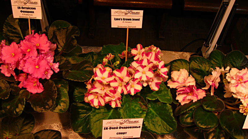 IMG_2553.jpg