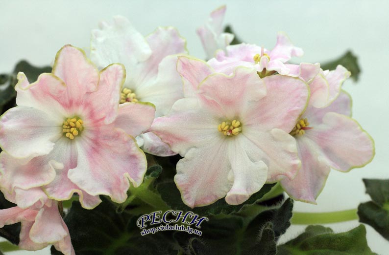 IMG_2558 (261) копия.jpg