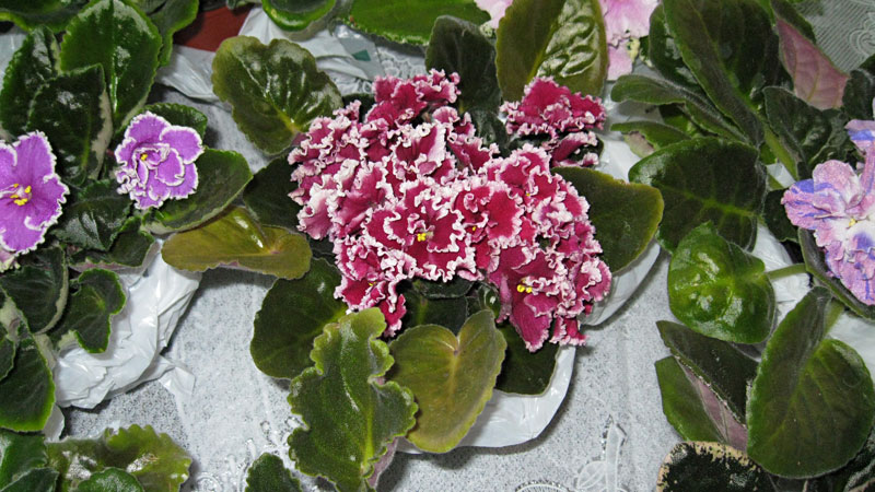 IMG_2563.jpg
