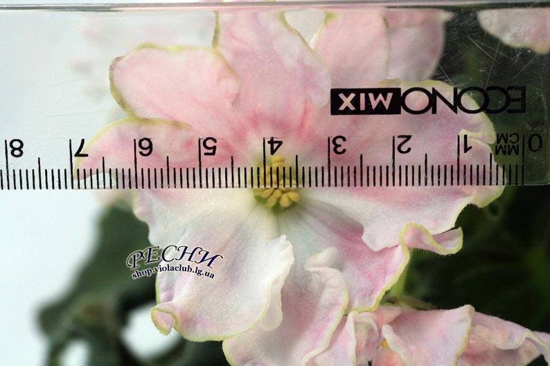 IMG_2568 (271) копия.jpg