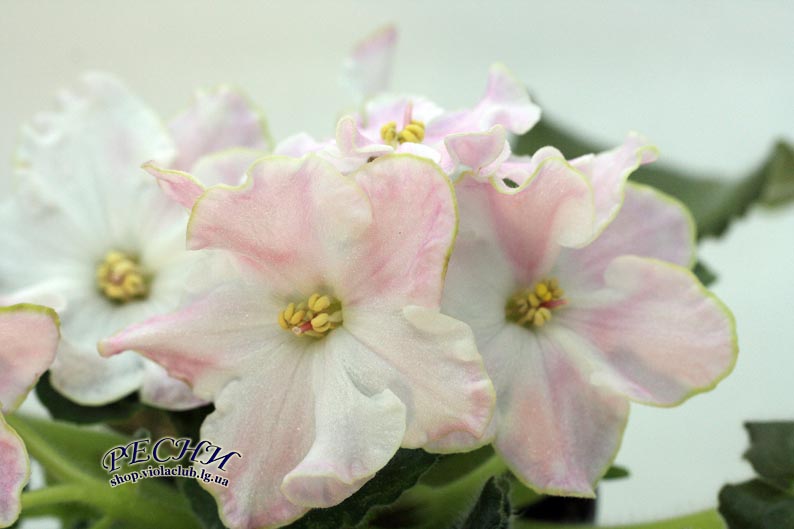 IMG_2575 (278) копия.jpg