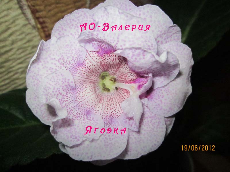 IMG_2584 копи.jpg