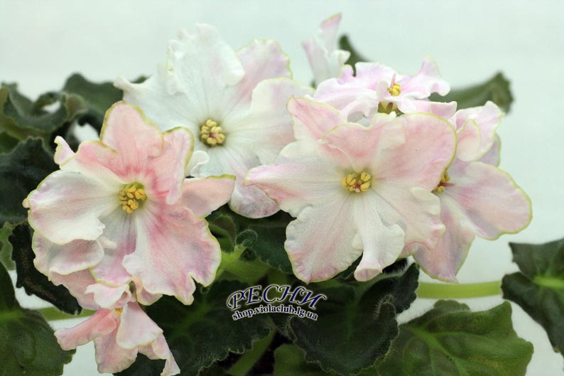 IMG_2584 копия.jpg