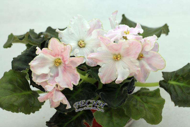 IMG_2589 (292) копия.jpg