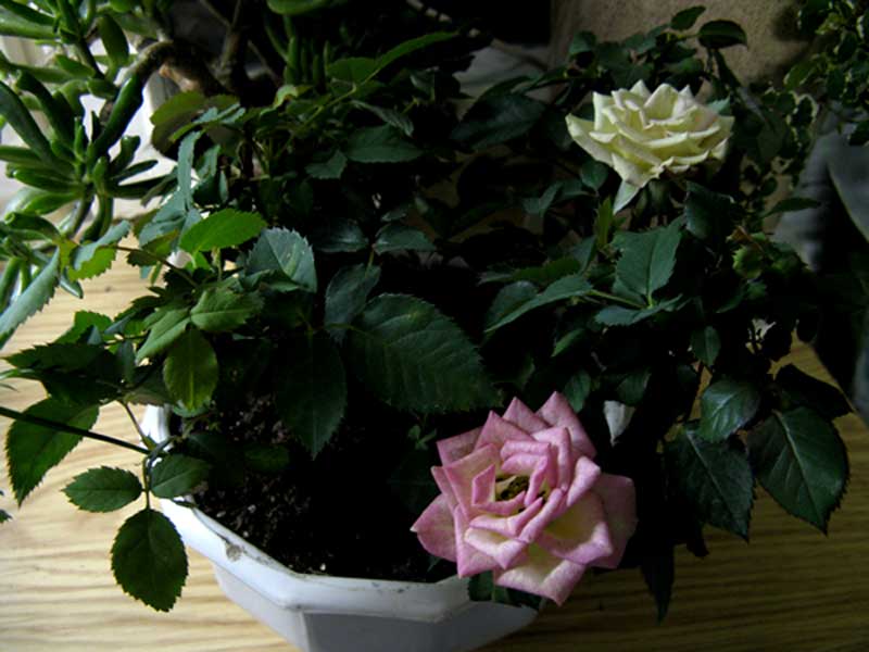 IMG_2649.jpg